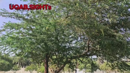 View of Wadi Hanifah AL RIYADH KINGDOM OF SAUDI AREBIA