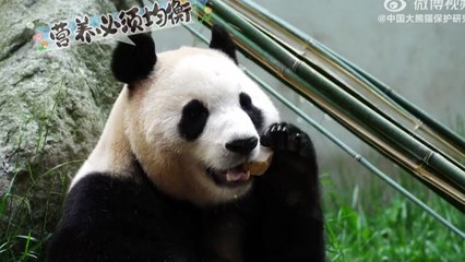 "철제 우리 속 대나무 먹방"...'푸대접 논란' 푸바오, 공개 앞두고 막바지 훈련 [앵커리포트] / YTN