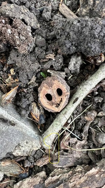 Seeing Faces in Everyday Objects - Part 38