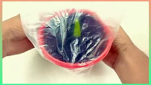 Simple Method propagate chilli plant from chilli with Aloe Vera //How to grow chilli Tree at home