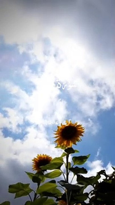 #Islamic Teachings"#Islam#Quran#Surah#taqareer#fly