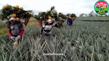 USA Farmers Harvest 8.5 Million Tons of Pineapples