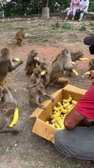 Hungry Monkey Feed By Locals