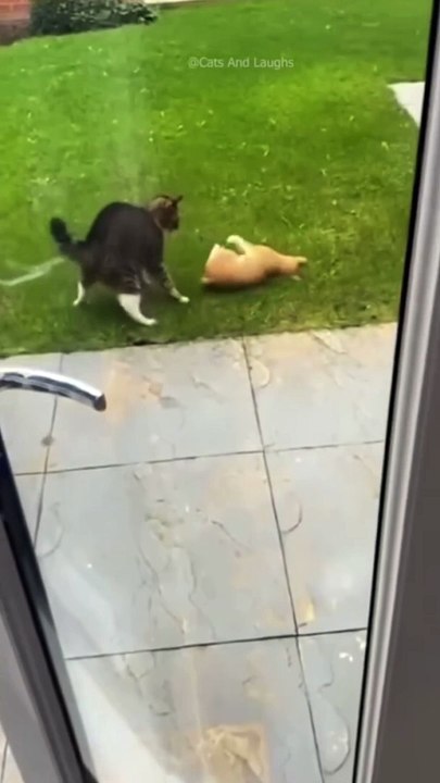 Kitty things