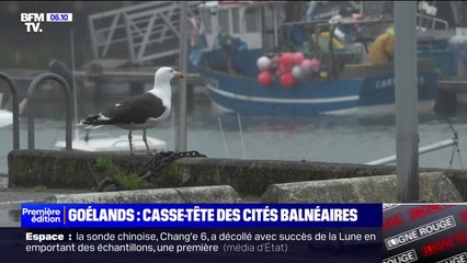 Télécharger la video: Dans le Finistère, des cités balnéaires envahies par des goélands tentent de trouver des solutions pour cohabiter