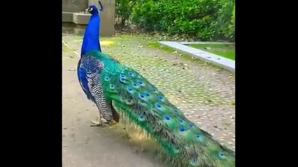Peacock's beauty