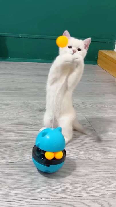 Adorable White Cats Playing with Toys on Fluffy Carpet - Hilarious Cat Moments