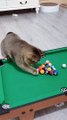 Cat Masters Snooker! Unbelievable Trick Shots