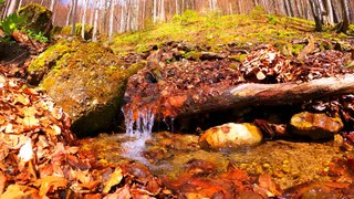 Bruit de l'eau dans la forêt d'automne pour dormir ou se détendre pour étudier ou travailler