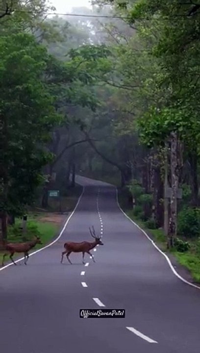 Nature video