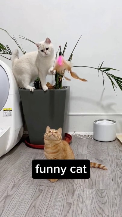 Adorable Red and White Kittens Playing: The Cutest Animal Video You'll See Today!