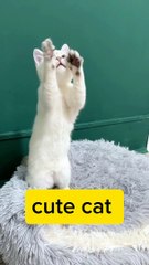 Adorable Feline Grooves: A Cat’s Dance Delight.Cat Dance Video, Cute Cat Dancing,