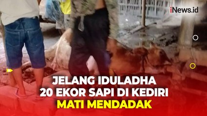 20 Ekor Sapi di Kediri Mati Mendadak Jelang Iduladha, Belum Diketahui Penyebab Pastinya