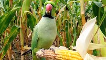 Ringneck Parrot Eating