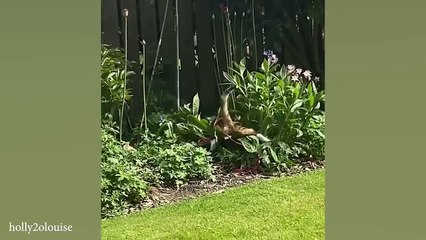 Laugh Uncontrollably! Best Funny Cat Videos 2024