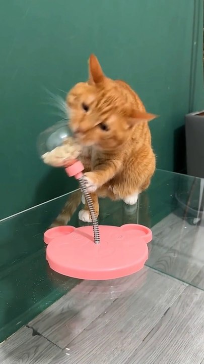 Playful Cat Masters Puzzle Feeder Toy: A Feline’s Guide to Treat HuntingInteractive Cat Toys, Puzzle Feeder for Cats, Cat Enrichment Ideas,