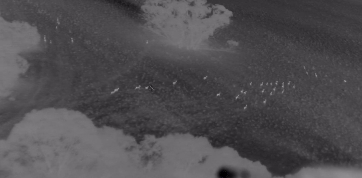 Thermal camera footage of feral deer infestation | Stock Journal
