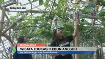 Wisata Kebun Anggur, Destinasi Agro Edu Wisata di Bandung Barat