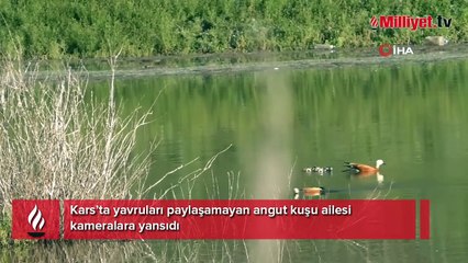 Kars’ta angut kuşları kavga etti! O anlar böyle görüntülendi
