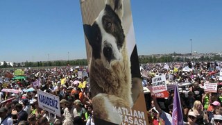 Türkei: Tausende protestieren gegen Tötung von Straßenhunden