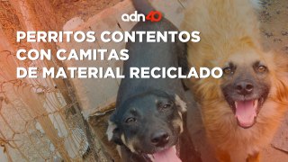 Reutiliza propaganda y hace camitas para los perritos