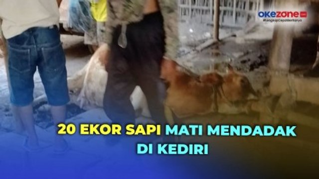 Jelang Iduladha, 20 Ekor Sapi Mati Mendadak di Kediri