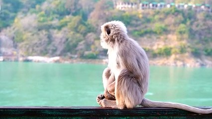 "Adventures of a Playful Monkey in the Jungle"