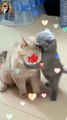 Cute Kitten| Funny Cat 2024| #funnyshorts #cat #shortvideo #funny #shorts