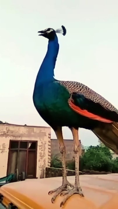 Dancing Peacock #birds #short #mor #mostbeautiful