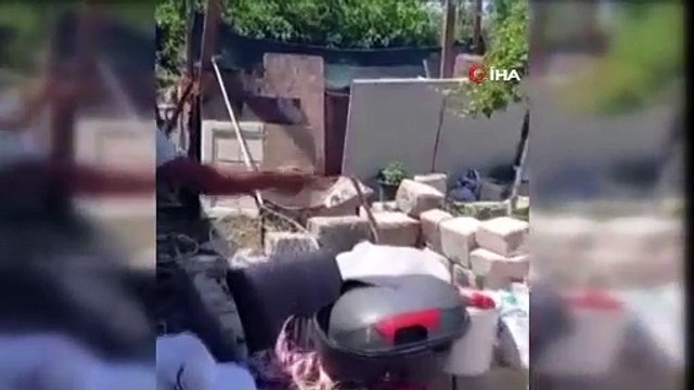 Sokak köpekleri kümes hayvanlarını telef etti: 'Horozum benim çocuğumdu' diyerek gözyaşlarına boğuldu