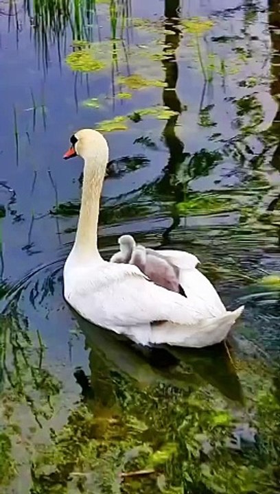 Alone to Family Happy duklings. #duck #ducklings #nature