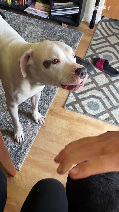 Doggo RESCUES Mama from Playful Attack