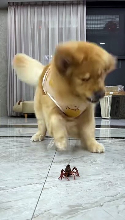 Funny video dog comedy