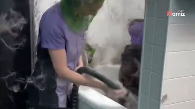 Video of dog groomer handling Husky leaves millions of viewers shocked