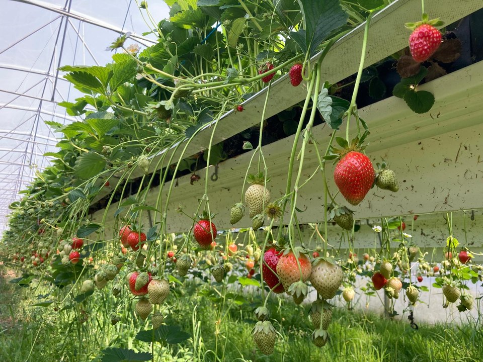 Dans le Poitou, le soleil donne envie d'aller cueillir des fraises