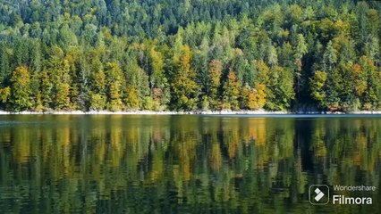 Enchanting Insights into Monkeys' Adaptation, Forest Living, Reproduction, and Dietary Preferences