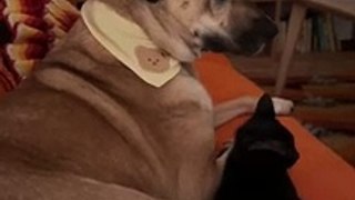 Vidéo mignonne du jour : Un chaton surprend un chien avec un câlin inattendu