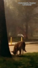 Wiki y Lulu - Una vieja perra y un gatito (2023)