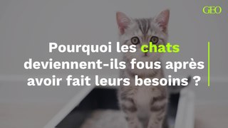 Pourquoi les chats deviennent-ils fous après avoir fait leurs besoins ?