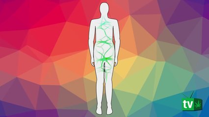 Todo sobre el sistema endocannabinoide, qué es y cómo funciona