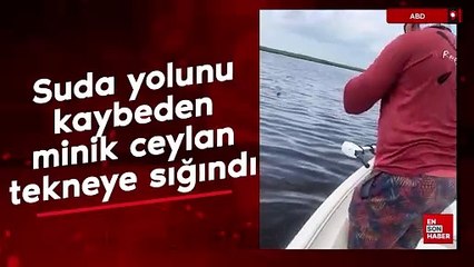 Suda yolunu kaybeden minik ceylan tekneye sığındı