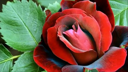 VALDO CILLI TITRE UN JOUR