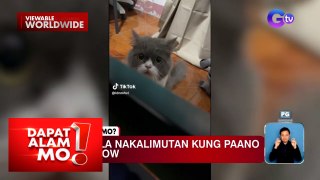 Pusa, tila nakalimutan kung paano ang … mag-meow?! | Dapat Alam Mo!