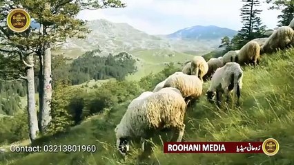 Qurbani Karunga me to Qurbaani karunga _ Bakra Eid Specia Nasheed _(360P)