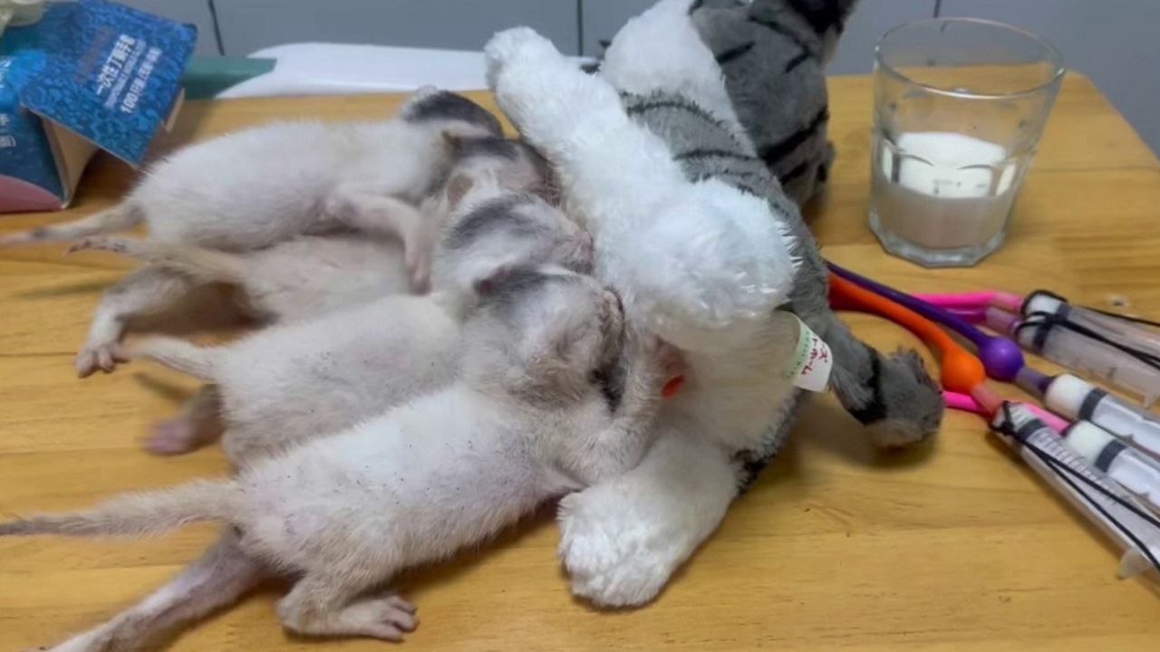 Der Mensch stellt ein Fütterungsgerät für verwaiste Kätzchen mit einem weichen Katzenspielzeug her.
