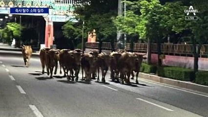 한밤 도로 질주한 소떼…축사로 무사 귀환