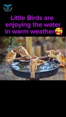 गर्म मौसम में छोटे पक्षी पानी का आनंद ले रहे हैं |small birds enjoying water in hot weather