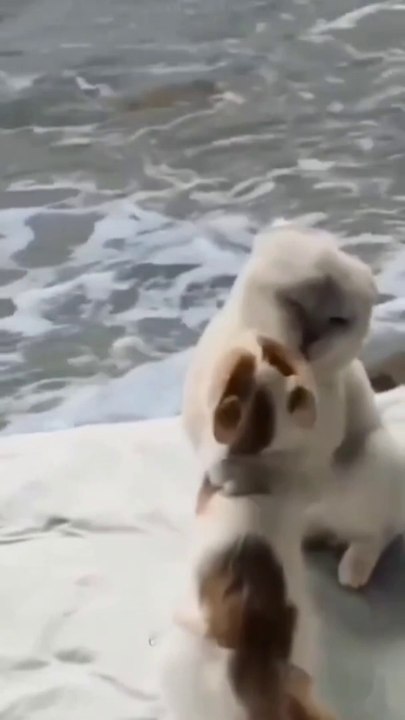 Cute cat video