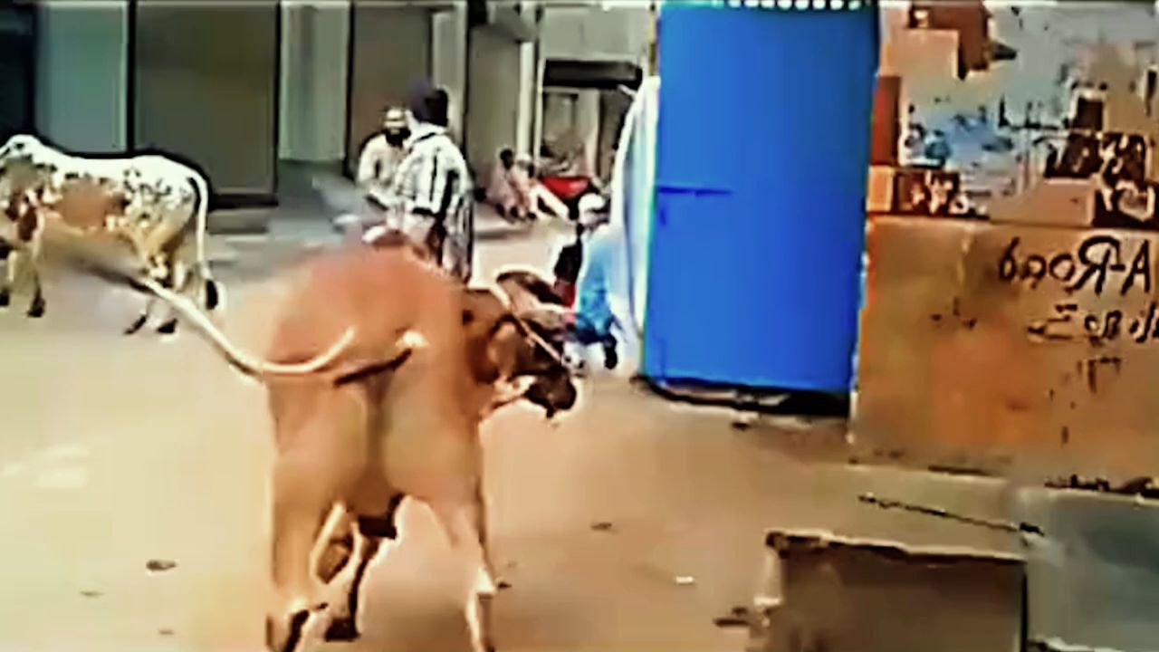 20 funy vedio