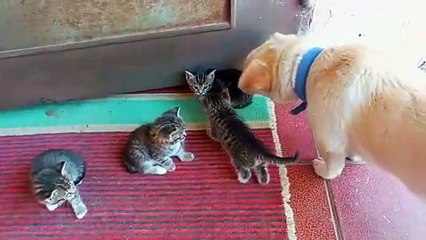 Cute baby Kittens are petted by a Dog